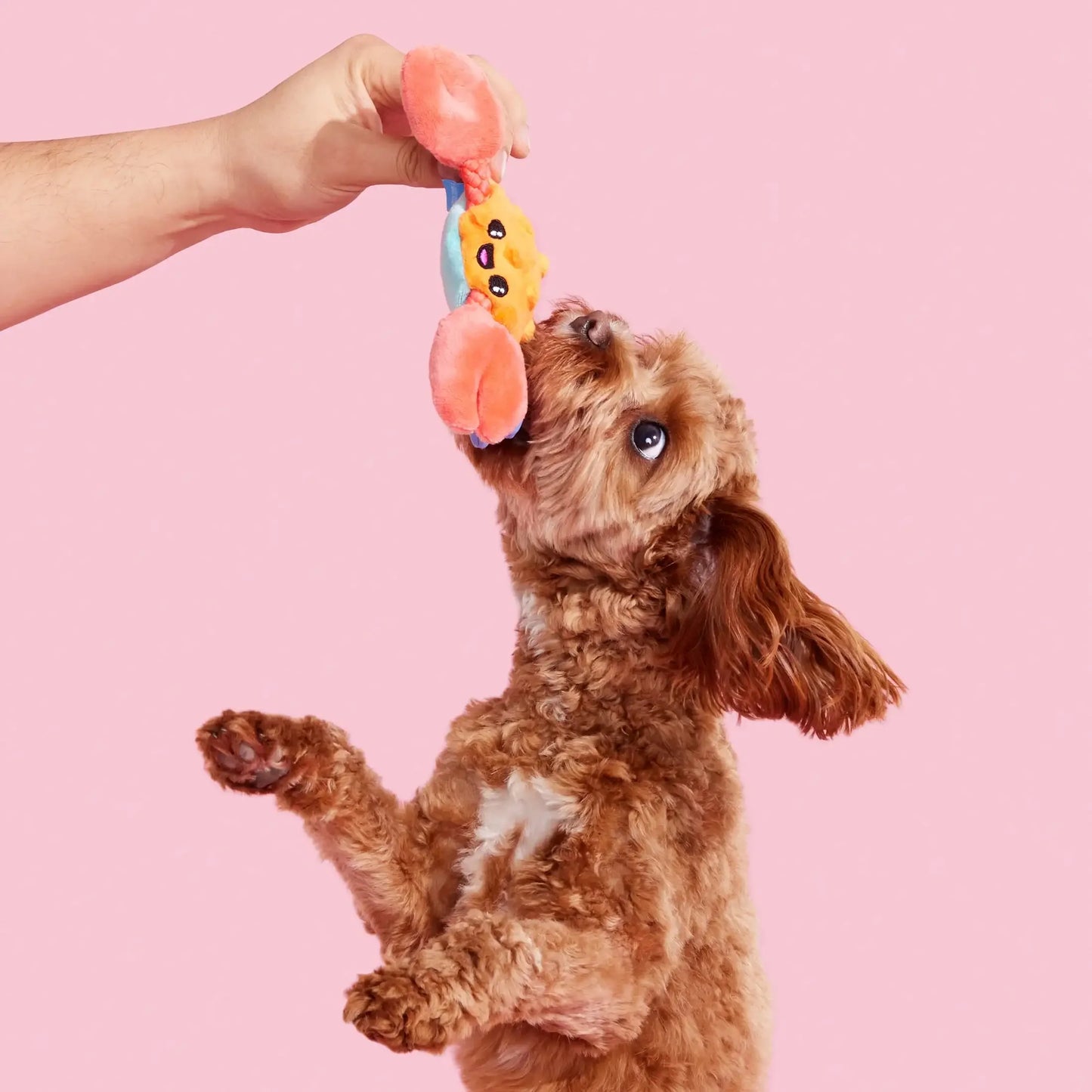 ClawMate – Sally the Crab Plush Dog Toy